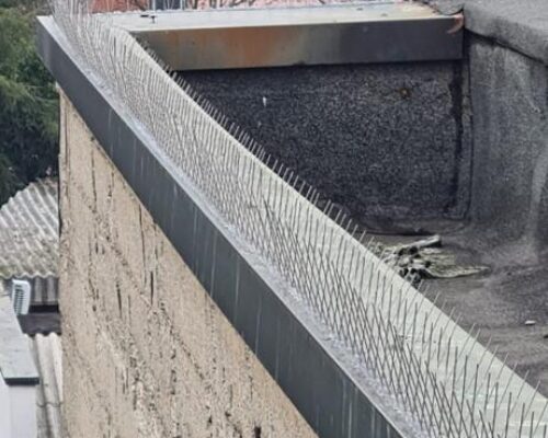 come allontanare i vollatili milano